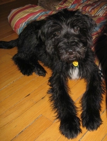 A shaggy-looking, large breed, black with white Soft-Coated Wheaten Terrier/Greater Swiss Mountain Dog mix is laying on a hardwood floor and behind it is a colorful blanket.